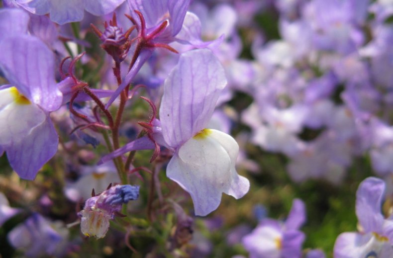 Linaria maroccana