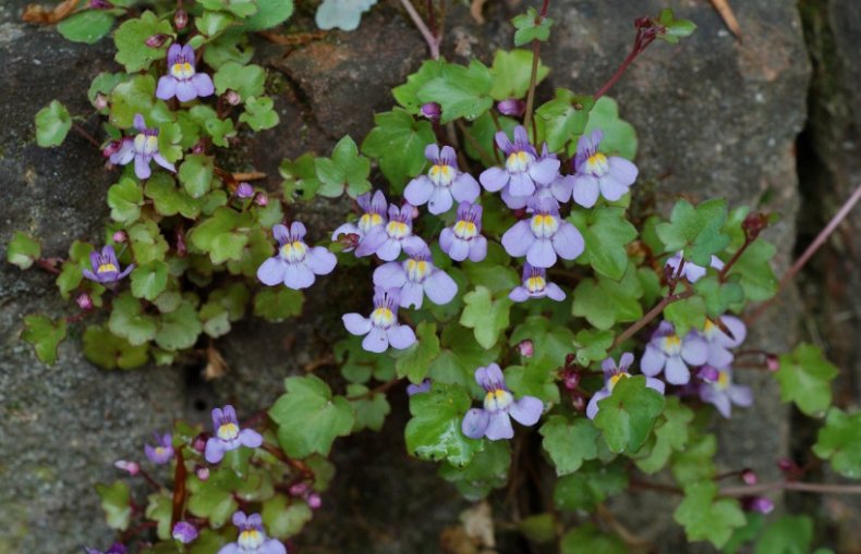 Cymbalaria muralis