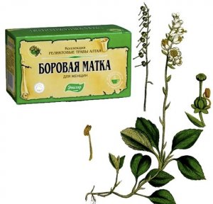 Боровая матка