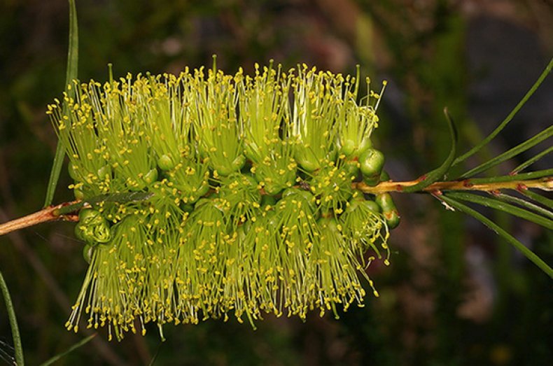 Callistemon pinifolius