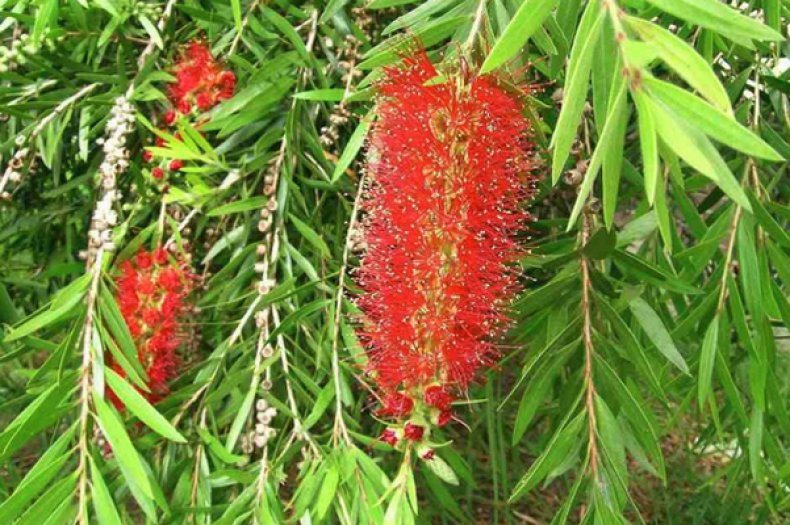 Callistemon viminalis