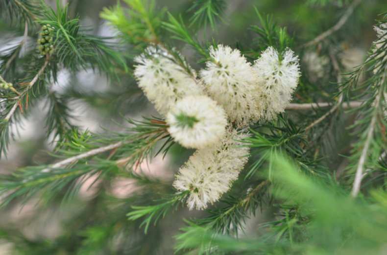 Callistemon salignus