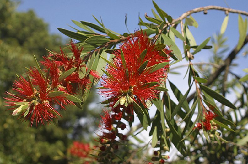 Callistemon speciosus