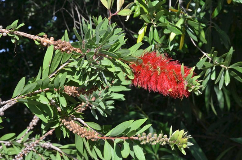 Callistemon citrinus