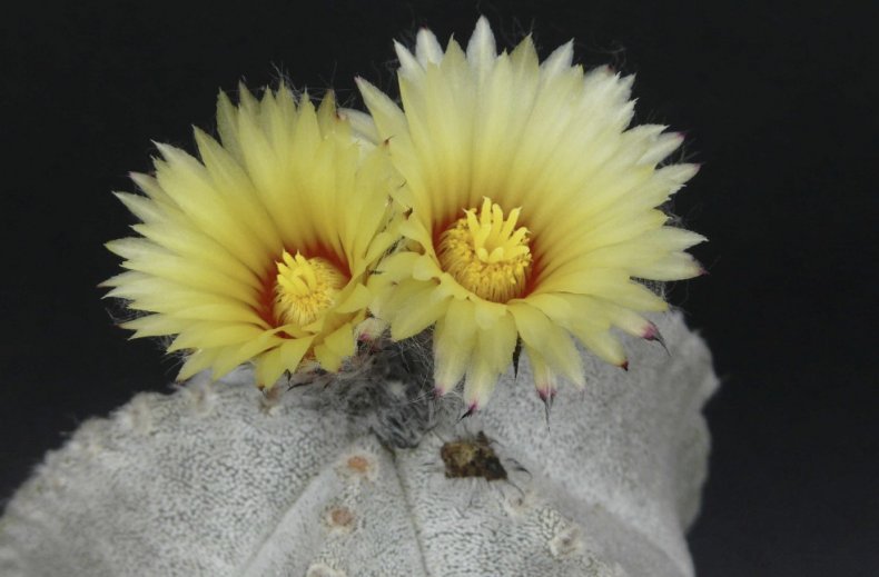 Astrophytum coahuilense