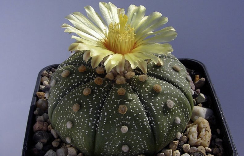 Astrophytum asterias