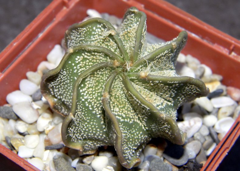 Astrophytum capricorne