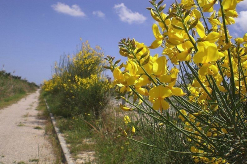 Дрок красильній