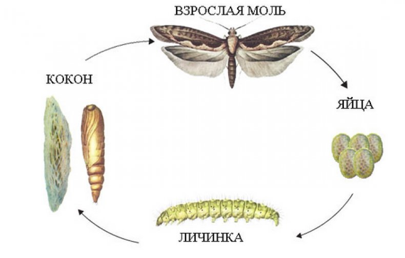 моль в квартире