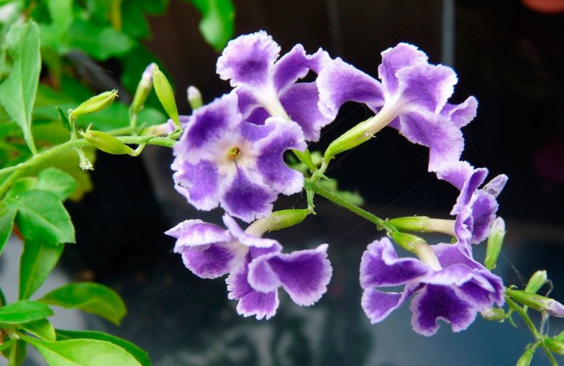 Duranta plumieri