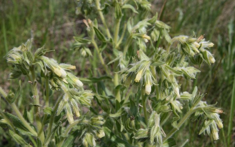 Onosma tinctoria