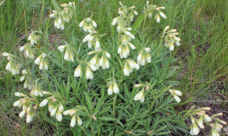 Onosma simplicissima