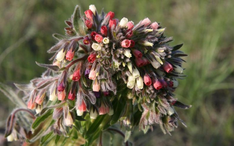 Onosma polychroma