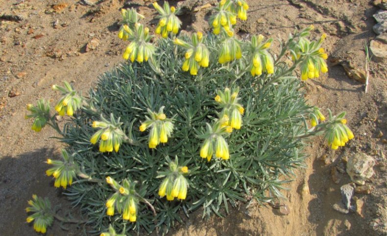 Onosma polyphylla