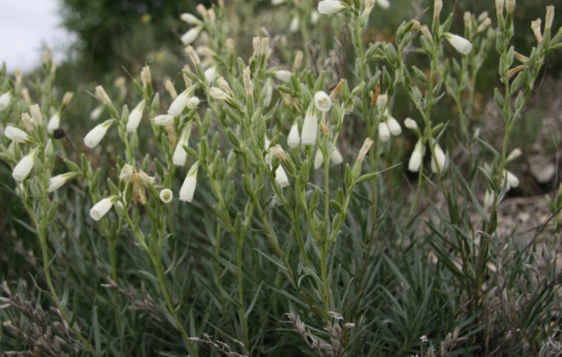 Onosma tanaitica