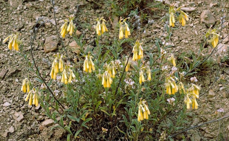 Onosma taurica