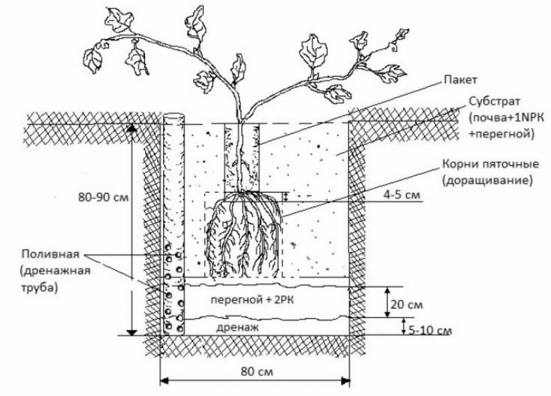 Схема посадки винограда