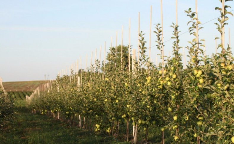 Саженцы Golden Delicious