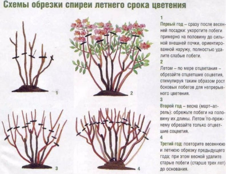 Схема обрезки спиреи