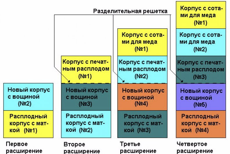 Многокорпусный улей и работа корпусами