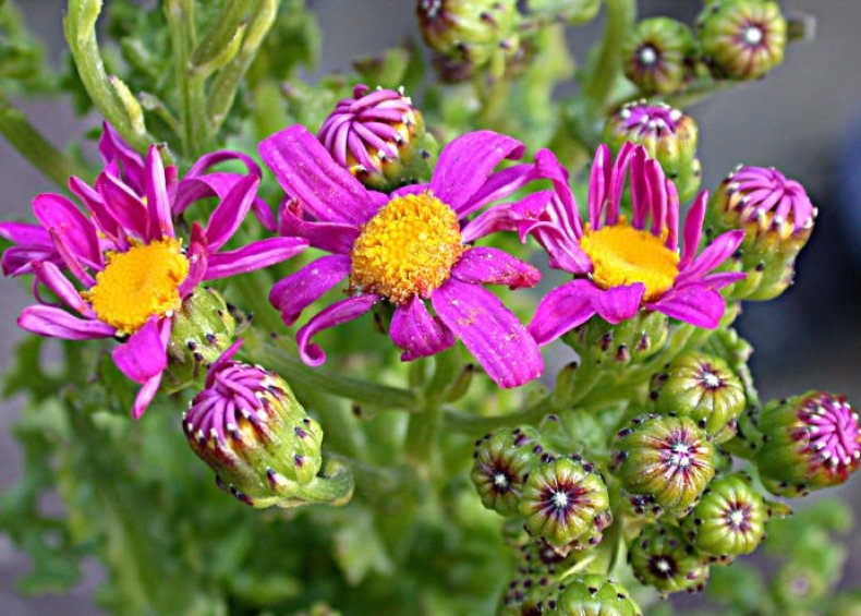 Cineraria elegans