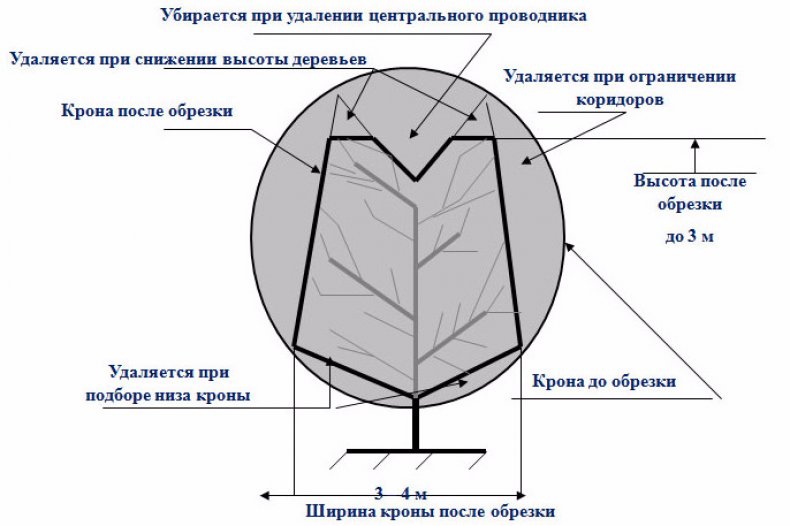 Обрезка карликовых яблонь