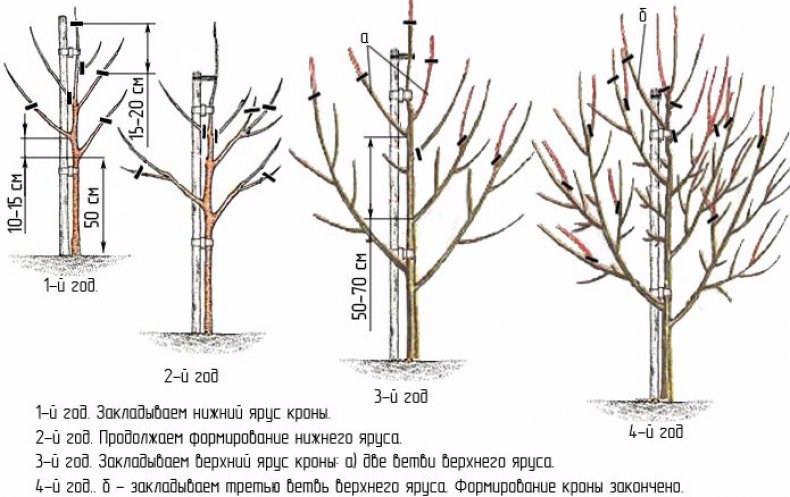 Схема обрезки груши