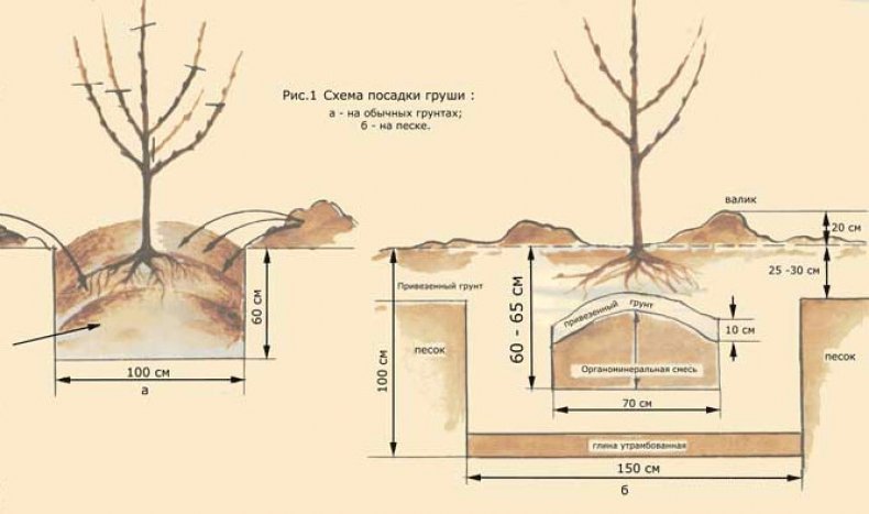 Схема посадки груши