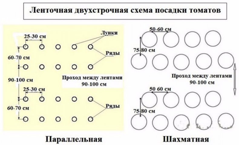 Схема высадки томатов в открытый грунт