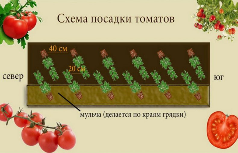 Схема посадки томатов