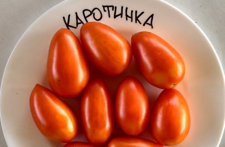 «Каротинка»