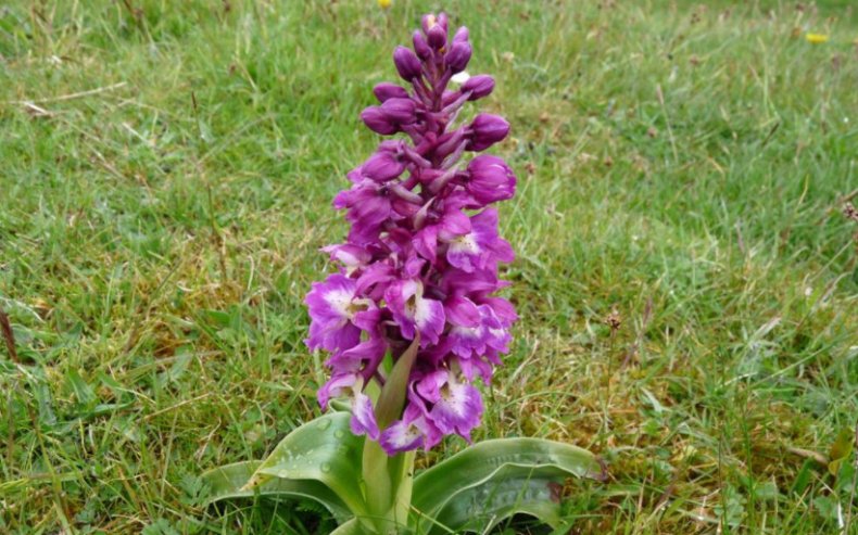 Orchis mascula