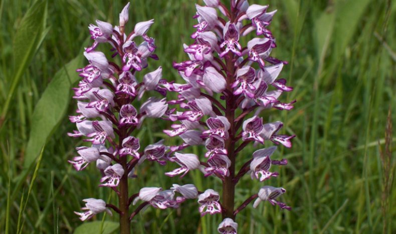 Orchis militaris