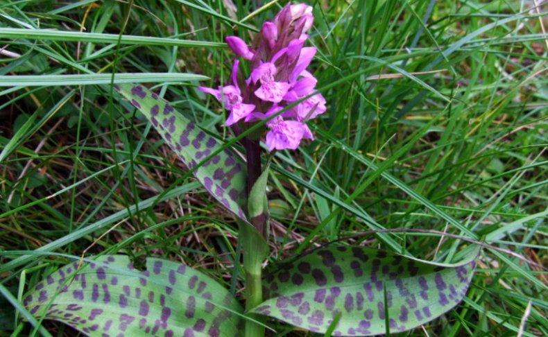 Dactylorhiza maculata