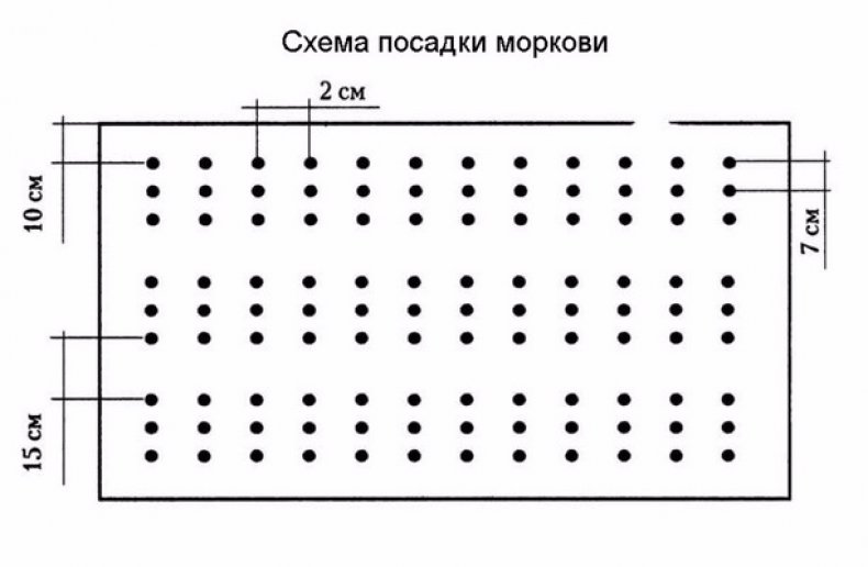 Схема посева моркови