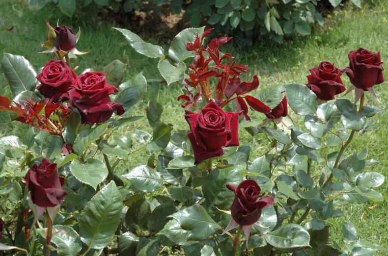 Black Baccara