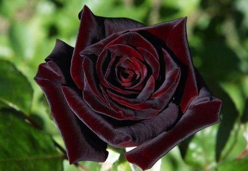 Black Baccara