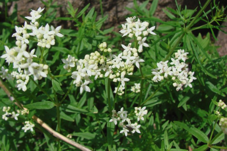 Galium boreale