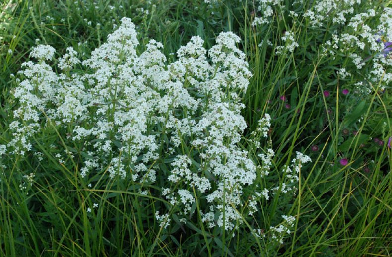 Galium boreale