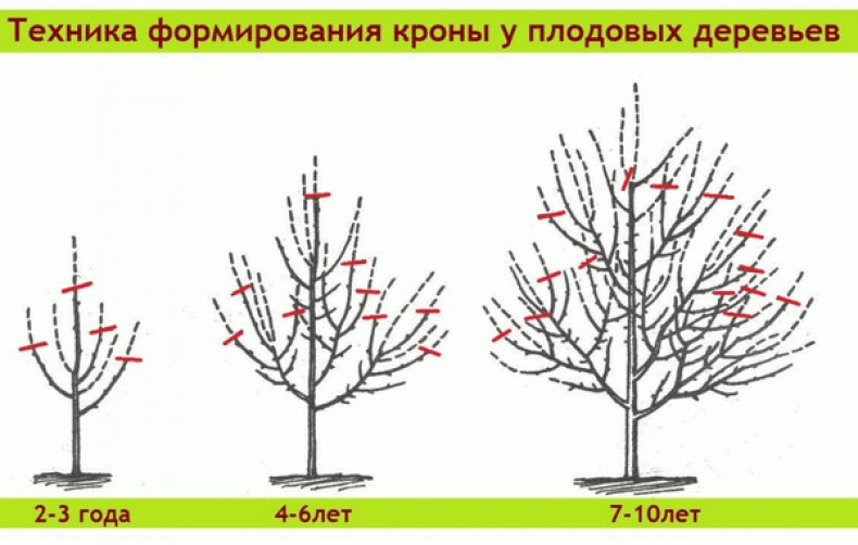 Формирующая обрезка