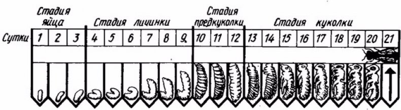 Стадии развития личинки