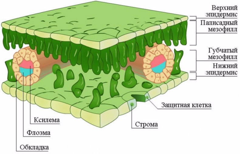 Внутреннее строение листа