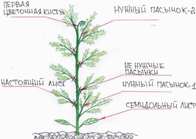 Схема пасынкования