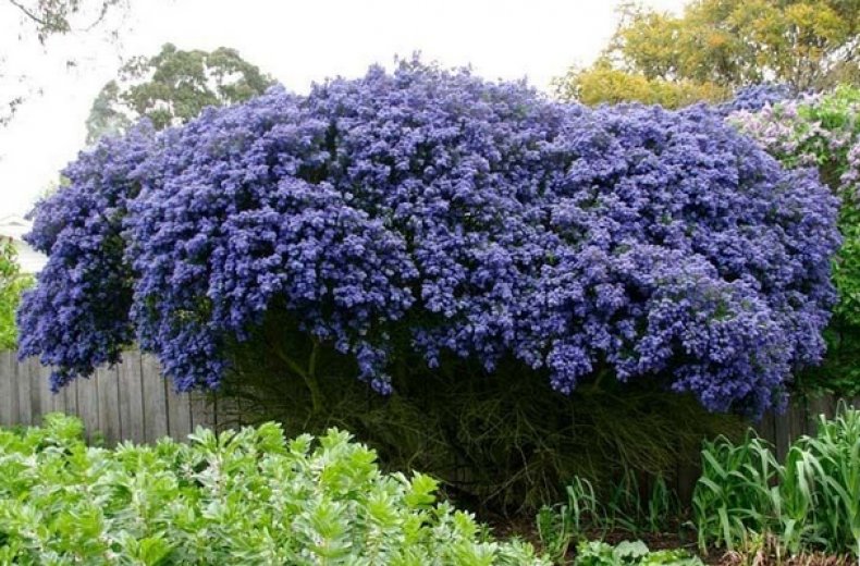 Ceanothus