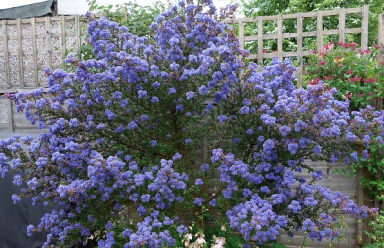 Ceanothus