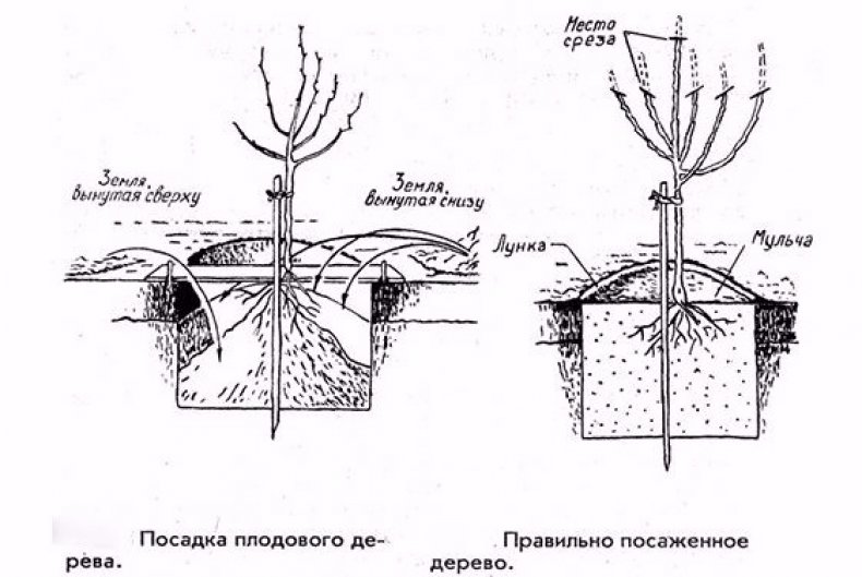 Колоновидные фруктовые деревья