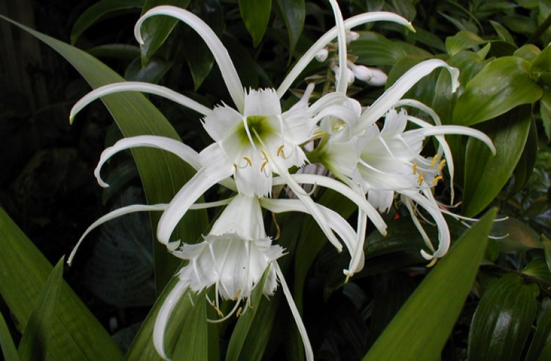 Hymenocallis festalis