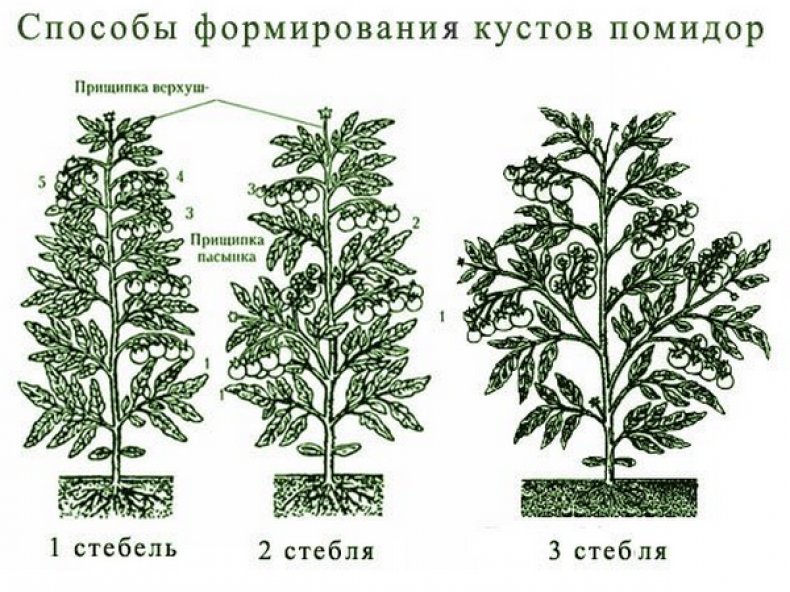 Способы формирования кустов помидор