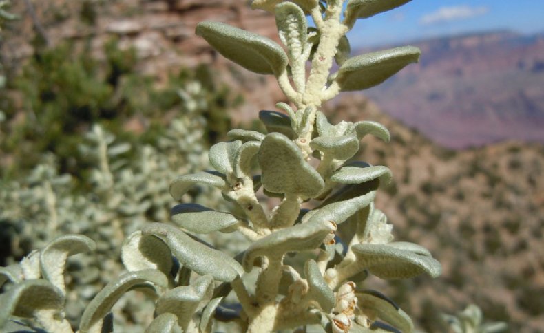 Shepherdia rotundifolia