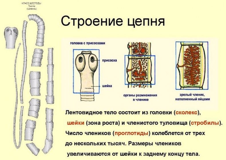 Бычий цепень